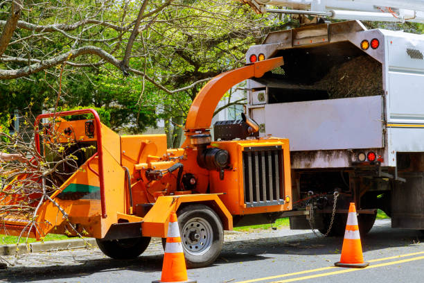 Best Arborist Consultation Services  in Chamberlayne, VA